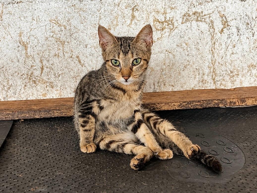 Gato laranja fofo